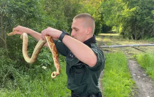 Csallóközben minden is van! Óriáskígyókat fogtak Légen - KÉPEKKEL