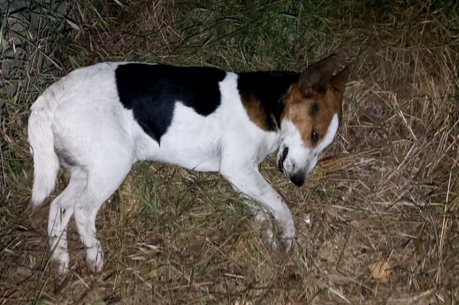 Rossz utcába tévedt Fóton egy foxterrier, lelőtték