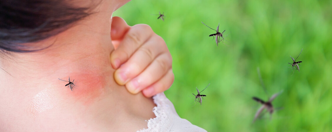 Genetikai fegyvert vetnek be a fertőző szúnyogok ellen