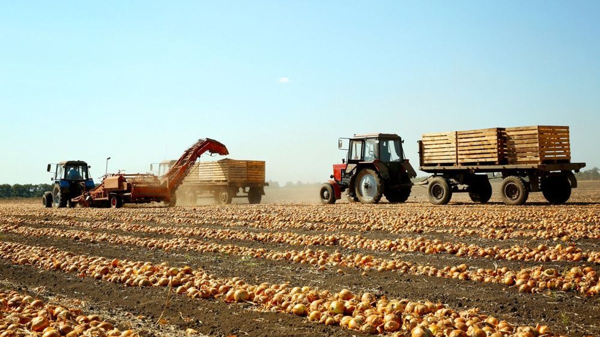 Végre egy agrárágazat panasz nélkül: a beharangozott árcsökkenéssel is jó évet várnak a szántóföldi zöldségtermelők