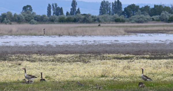 Pert nyert a Greenpeace a Fertő tóval kapcsolatban