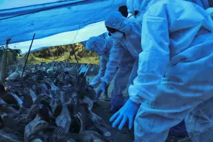 Szalatnya – Nem terjedt tovább a madárinfluenza