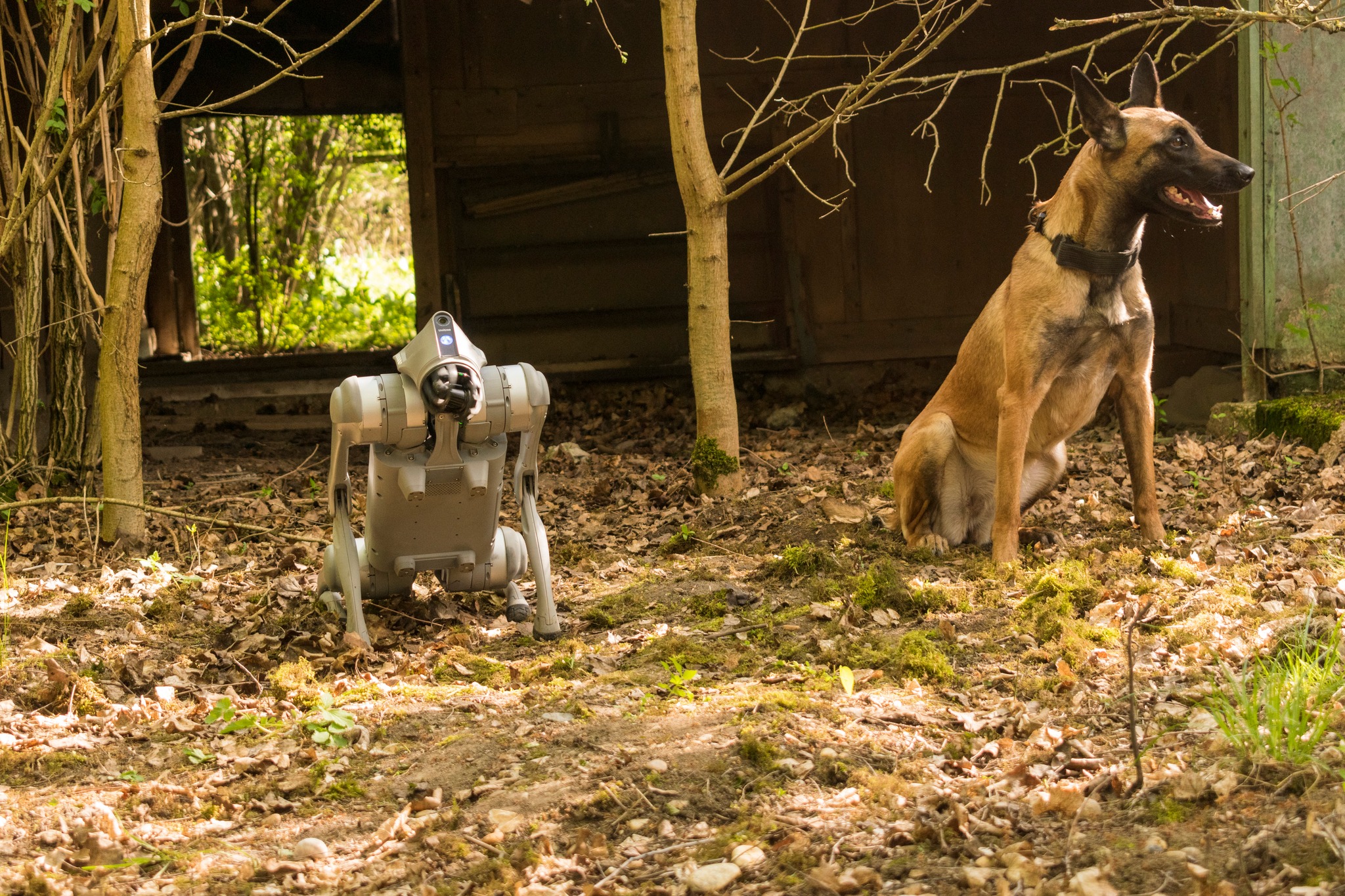 Mindenhova bemászik, mindent lát és komoly súlyokat cipel, de pitizni is tud: itt a magyar katasztrófavédelem új robotkutyája - fotók