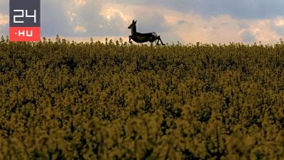 Épp elég csapás az aszálykár, erre a vad tönkreteszi a maradék termést is – állóháború zajlik a gazdák és a vadászok között