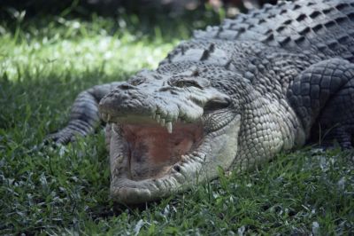 Krokodil ette meg a nagymamát