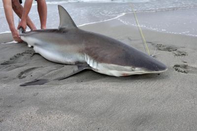 Videó: Nagy fehér cápát mentettek a bátor strandolók 