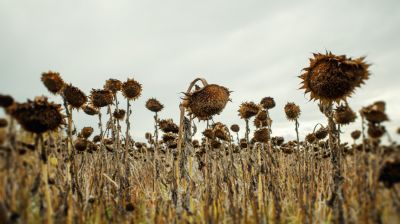 Óvatosan becsülnek a magyar gazdák: idén is elpusztítja a termést az extrém aszály?