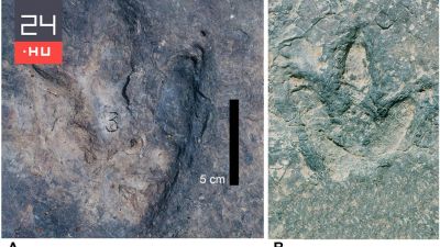 Egymástól több ezer kilométerre találtak egyforma dinónyomokat