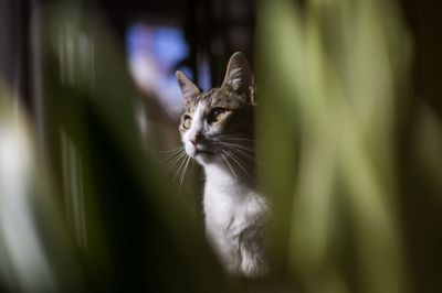  Egy plakát szerint macskákat öl valaki a II. kerületben, a rendőrség állatkínzás miatt nyomoz  