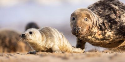 Több száz fóka vette át az uralmat egy kaliforniai strandon – videó!