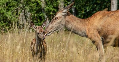 Ősszel természetközeli, realisztikus Bambi-film érkezik