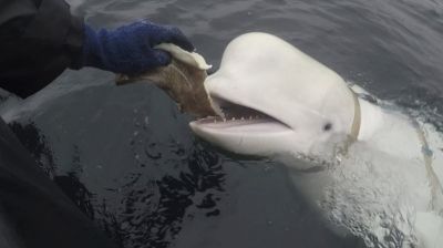 Elpusztult Hvaldimir, a beluga, akit azzal vádoltak, hogy kémkedik az oroszoknak