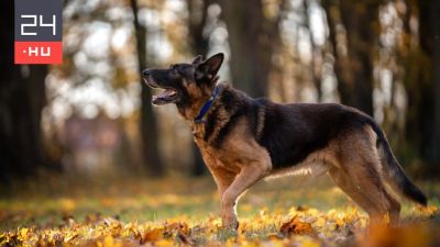 Emberi csontokat talált egy kutya Miskolcon