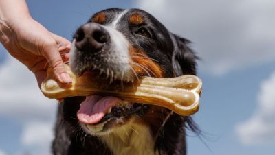 Emberi maradványokat talált a föld alatt egy jó szimatú kutya