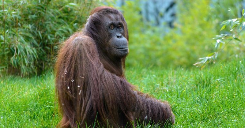 Elpusztult két orangután is nyáron a fővárosi állatkertben