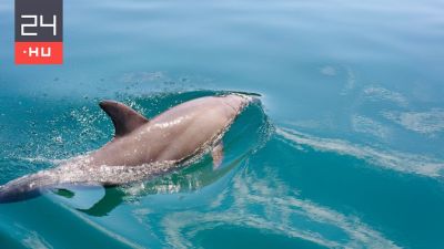 Egyre több a delfintámadás Japánnál