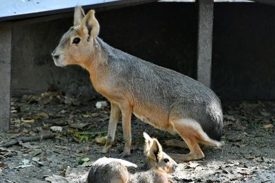 Patás csodák: marák mókáznak Miskolcon