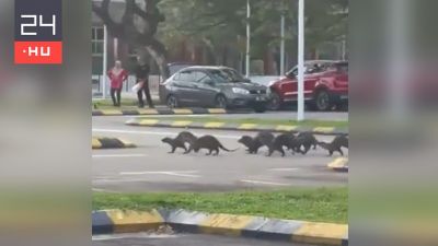 Kórházba szállítottak egy nőt, akire egy csapat vidra támadt Malajziában