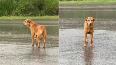 A szomorú kutya magányosan várakozik a szakadó esőben, remélve, hogy gazdája rátalál