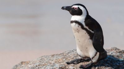 Két hét után találtak rá egy szökött pingvinre Japán partjainál