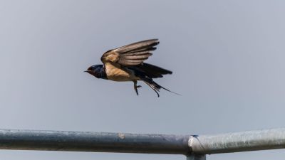 Így menthetjük meg a fecskéket a rossz időben