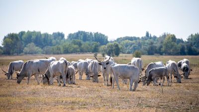 Ökogazdálkodás: az infláció kevésbé érintette a biotermékeket