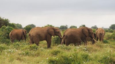 Hatalmas elefántmészárlásra készül Zimbabwe, szívszorító okai vannak