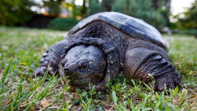 Kimentették az állatokat a Margitszigetről