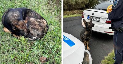 Sérült kutyát mentettek a rendőrök a 8-as főútról