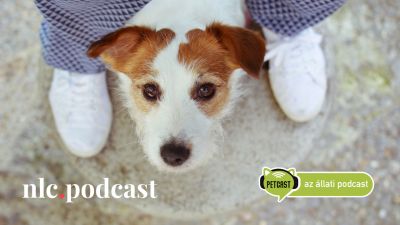 Petcast. Az állati podcast: Aki nem falkavezér, az rossz gazdi?