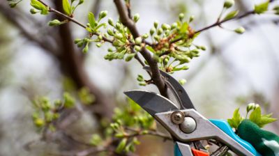 Ezt rontja el nagyon sok magyar: mutatjuk mi az, amit az őszi metszésről tudni kell