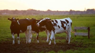 Továbbra sem hagytak fel Ferdinánd, az elszökött tenyészbika keresésével