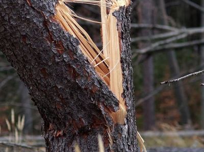 A szél sok gondot okozott a hajdú-bihari tűzoltóknak