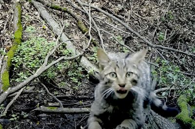 Dagasztó vadmacskát filmezett le a bükki rejtett vadkamera – videó