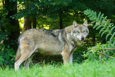 Farkashorda tartja rettegésben egy bánsági település lakosságát