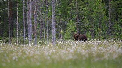 Megint barnamedvére bukkantak idehaza