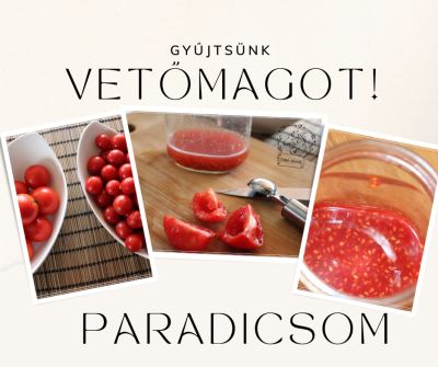 Gyűjtsünk vetőmagot jövőre! – A paradicsom