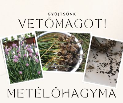 Gyűjtsünk vetőmagot jövőre! – Metélőhagyma (Snidling)