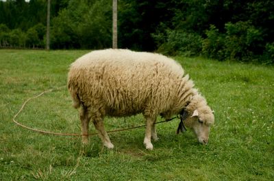 A kiskérődzők pestisének hét gócpontja még mindig aktív