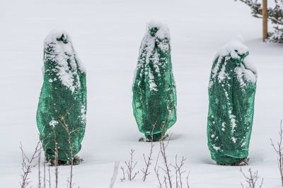 Soha ne takarjuk le a növényeket télire. Többet árt, mint használ.