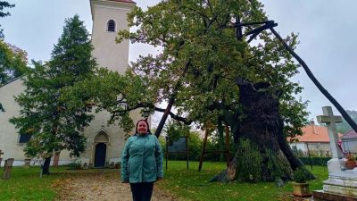 Túlélt minden veszedelmet - A legendák övezte Árpád-tölgy hazánk minden bizonnyal legidősebb fája + videó, fotók