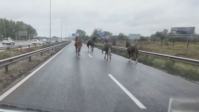 Rendőrök terelték le az M5-ösről a forgalommal szemben vágtató lovakat