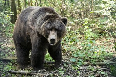 Gombaszédes közben ölt meg egy férfit egy medve a szlovákiai Magas-Tátrában