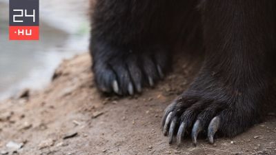 Medve ölt meg egy gombaszedő férfit a Magas Tátrában