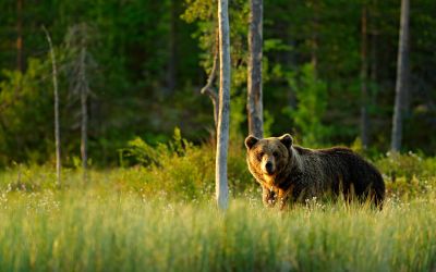 Rendkívüli helyzetet hirdettek a medvék miatt egy járásban