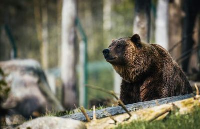 Rendkívüli helyzetet rendeltek el a szombati medvetámadást követően