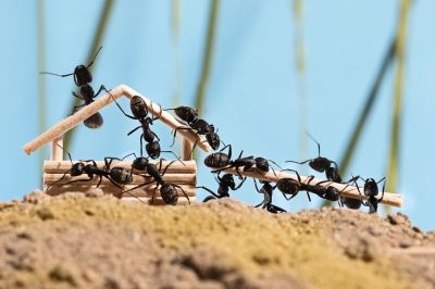 A hangyák elképesztő módszert dolgoztak ki arra, hogy megakadályozzák a fertőzések terjedését