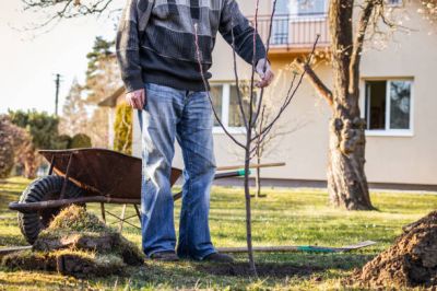 Milyen fák jobbak a ház közelében ültetni, nem könnyű megérteni. Nem minden dacha-tulajdonos ismeri a legjobb lehetőségeket.