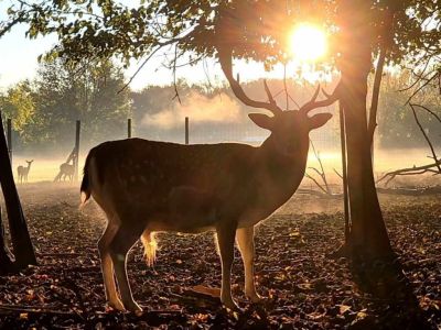 Dámszarvasok heves nászától visszhangzik a Körösvölgyi Állatpark