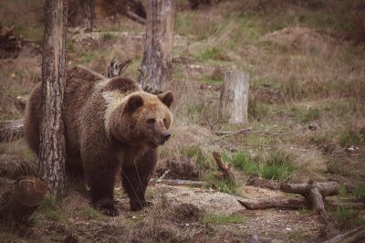 Megjelent a medve a Bánságban – figyelmeztetik a turistákat, a gombászókat